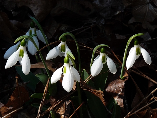 {Galanthus nivalis}